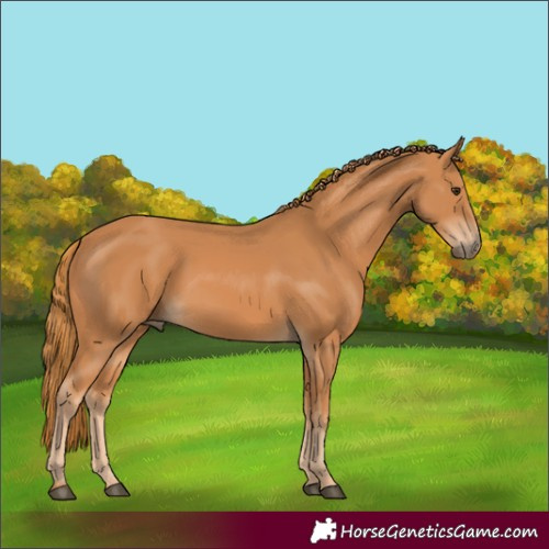 Horse Color:Chestnut Rabicano