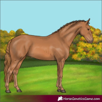 Horse Color:Chestnut Rabicano