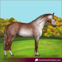 Horse Color:Gray Chestnut