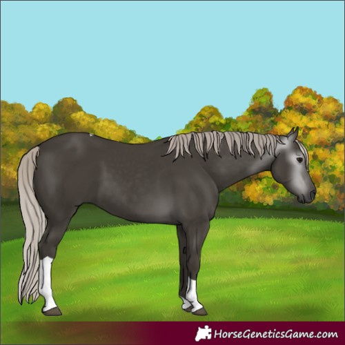Horse Color:Gray Silver Black Tobiano 