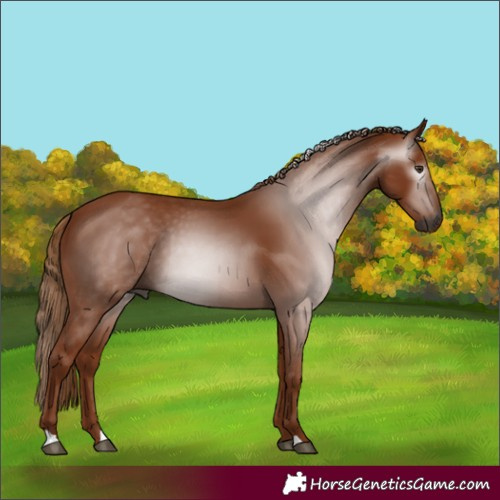 Horse Color:Gray Chestnut