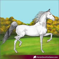 Horse Color:Smoky Grullo Roan Splash Tobiano 