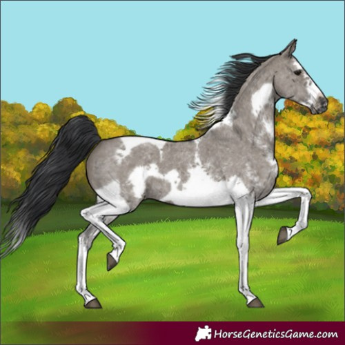 Horse Color:Grullo Sabino Splash Tobiano Frame