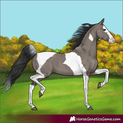 Horse Color:Grullo Splash Tobiano