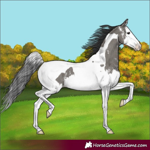 Horse Color:Grullo Sabino Splash Tobiano 