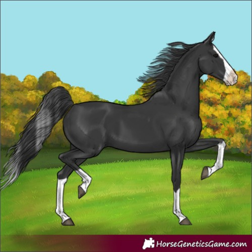 Horse Color:Black Splash