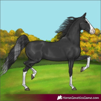 Horse Color:Black Splash