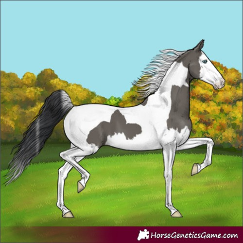 Horse Color:Grullo Splash Tobiano
