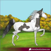 Horse Color:Grullo Splash Tobiano 