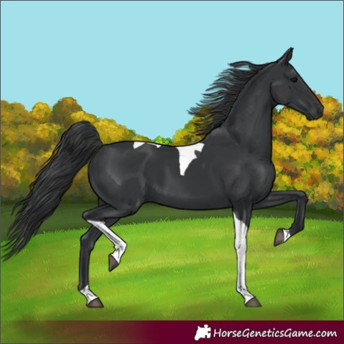 Horse Color:Black Tobiano