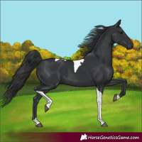 Horse Color:Black Tobiano 