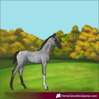 Horse Color:Blue Roan Tobiano