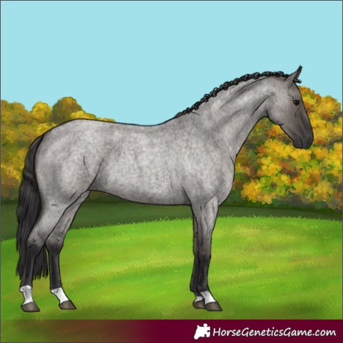 Horse Color:Smoky Grullo Roan