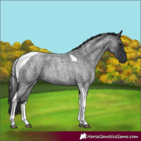 Horse Color:Blue Roan Tobiano 