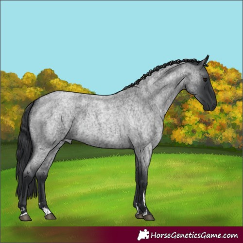 Horse Color:Blue Roan 