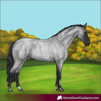 Horse Color:Blue Roan 