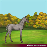 Horse Color:Silver Blue Roan