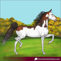 Horse Color:Bay Splash Frame