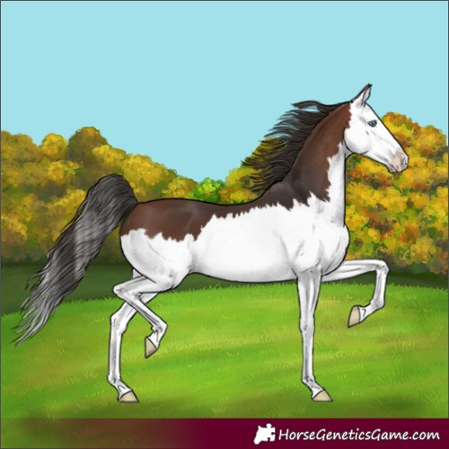 Horse Color:Brown Splash 