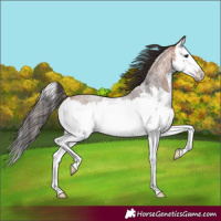 Horse Color:Bay Roan Splash
