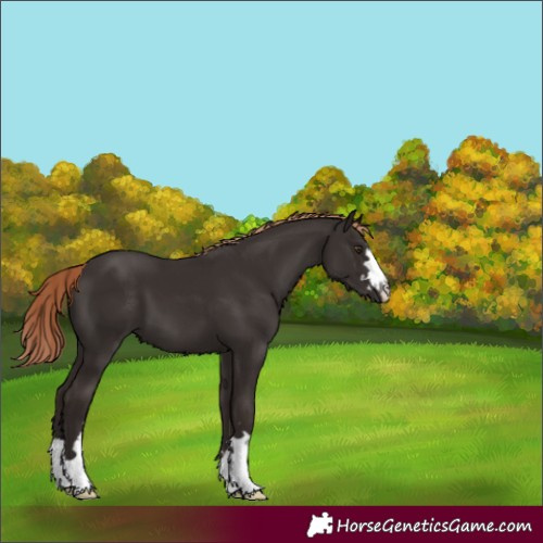 Horse Color:Liver Chestnut 