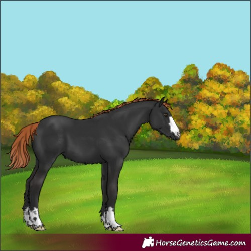 Horse Color:Liver Chestnut 