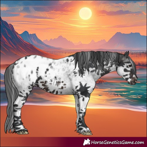 Horse Color:White Spotted Brown Appaloosa 