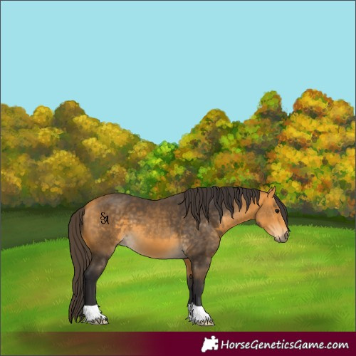 Horse Color:Buckskin