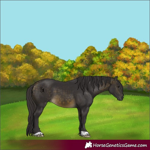 Horse Color:Buckskin 