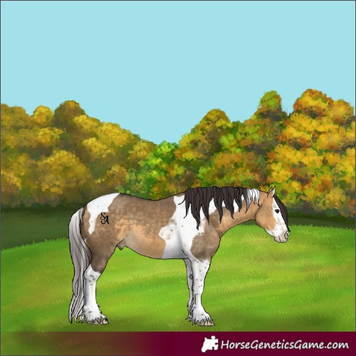 Horse Color:Buckskin Dun Splash Tobiano