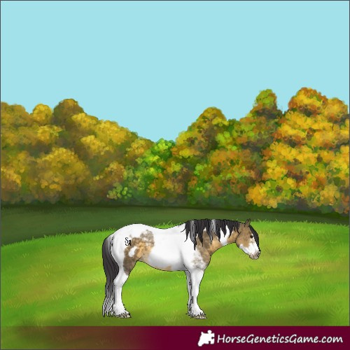 Horse Color:Buckskin Dun Tobiano Frame 