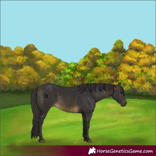 Horse Color:Buckskin
