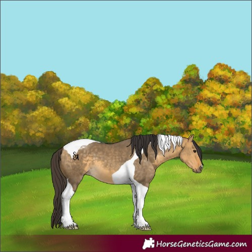 Horse Color:Buckskin Dun Tobiano 