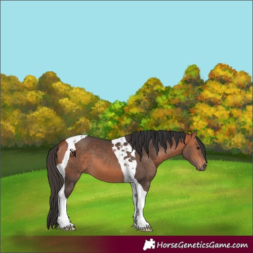 Horse Color:Bay Tobiano 
