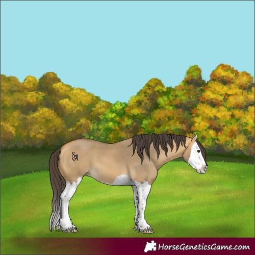 Horse Color:Buckskin Dun Splash 