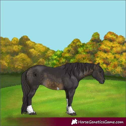 Horse Color:Buckskin Tobiano 