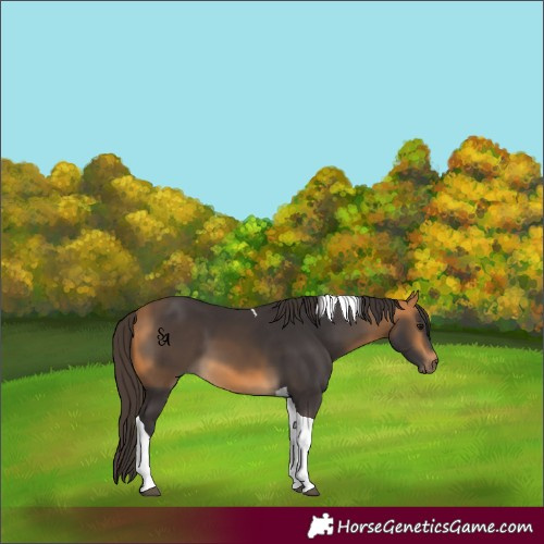 Horse Color:Buckskin Tobiano 