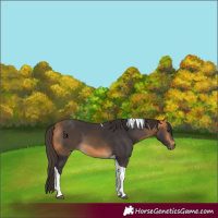 Horse Color:Buckskin Tobiano