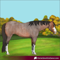 Horse Color:Bay Roan 