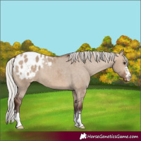 Horse Color:Silver Brown Dun Blanket 