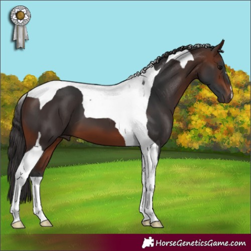 Horse Color:Brown Tobiano 