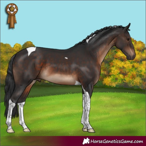 Horse Color:Brown Tobiano 