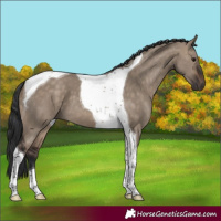 Horse Color:Brown Dun Tobiano 