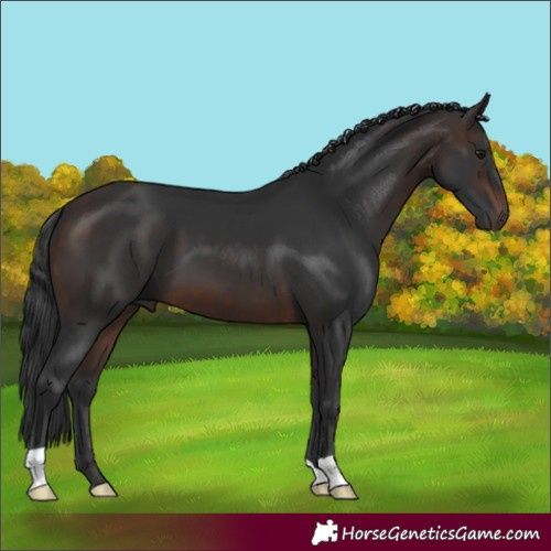 Horse Color:Brown 