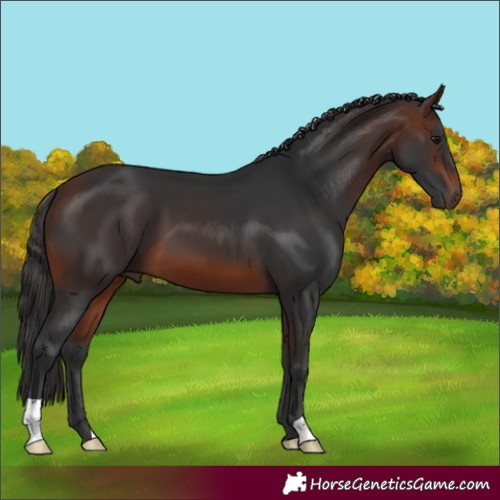 Horse Color:Brown 
