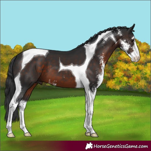 Horse Color:Brown Sabino Tobiano 