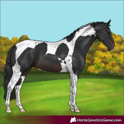 Horse Color:Brown Tobiano