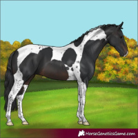 Horse Color:Brown Tobiano 