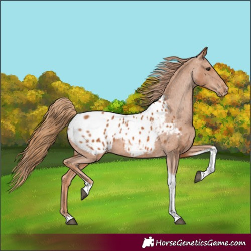 Horse Color:Chestnut Tobiano Appaloosa