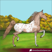Horse Color:Chestnut Tobiano Blanket